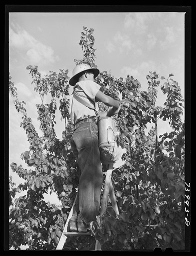 Untitled photo, possibly related to: Twin Falls County, Idaho. Japanese-American farm worker picking apricots