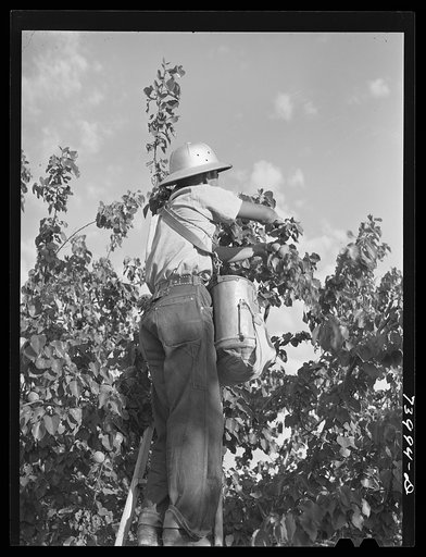Untitled photo, possibly related to: Twin Falls County, Idaho. Japanese-American farm worker picking apricots