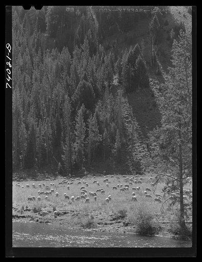 Custer County, Idaho. Band of sheep in a meadow along the Salmon River