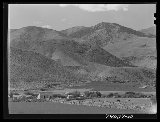 Custer County, Idaho. Cattle ranch along the Salmon River. Alfalfa is the main cultivated hay