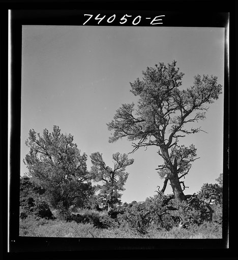 Craters of the Moon National Monument, Idaho. Trees