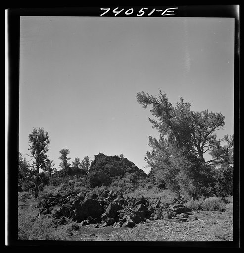 Craters of the Moon National Monument, Idaho. Trees