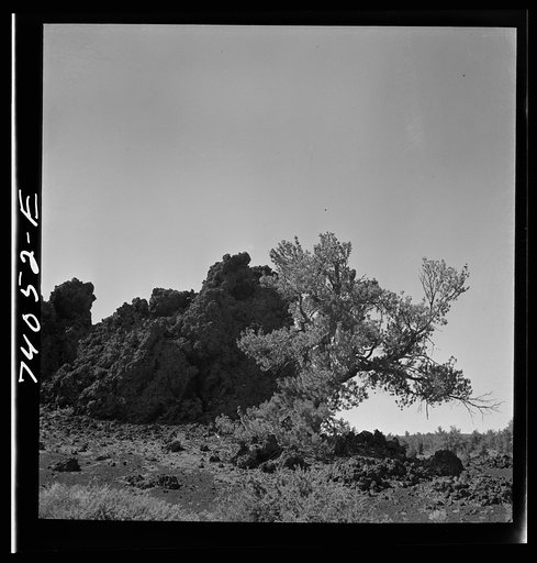 Untitled photo, possibly related to: Craters of the Moon National Monument, Idaho. Trees