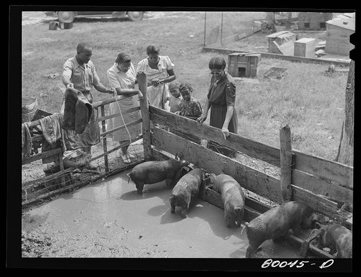 Untitled photo, possibly related to: Negro supervisor points out the health hazard in this badly drained pig sty near La Plata, Maryland, Charles County