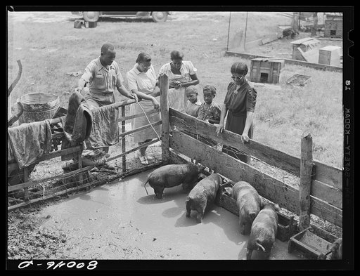 Negro supervisor points out the health hazard in this badly drained pig sty near La Plata, Maryland, Charles County