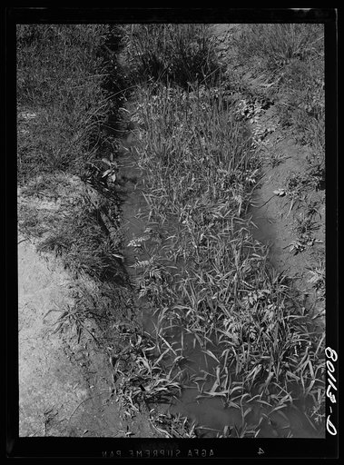 A fouled ditch; mosquitoes breed in such spots, mosquitoes transmit malaria. Near La Plata, Maryland, Charles County