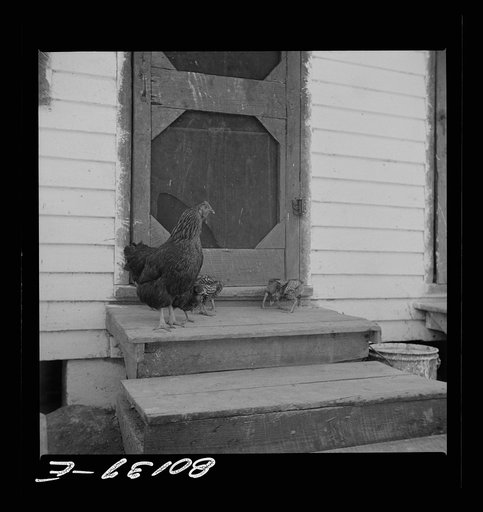 Chickens belonging to Negro FSA (Farm Security Administration) borrower. Saint Mary's County, Maryland