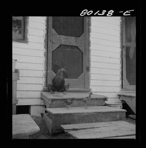 Untitled photo, possibly related to: Chickens belonging to Negro FSA (Farm Security Administration) borrower. Saint Mary's County, Maryland