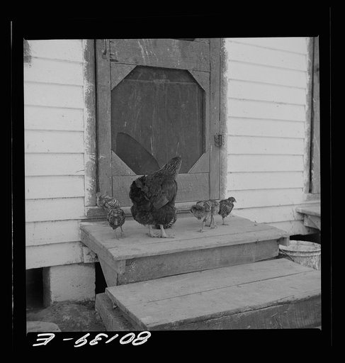 Untitled photo, possibly related to: Chickens belonging to Negro FSA (Farm Security Administration) borrower. Saint Mary's County, Maryland