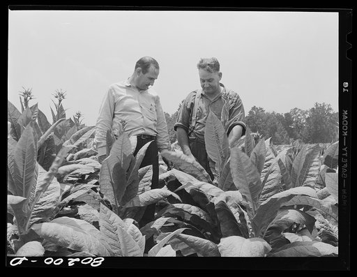 Untitled photo, possibly related to: Mr. Slater, well engineer, congratulates Mr. Hardesty on his fine crop of tobacco. Charles County, Maryland