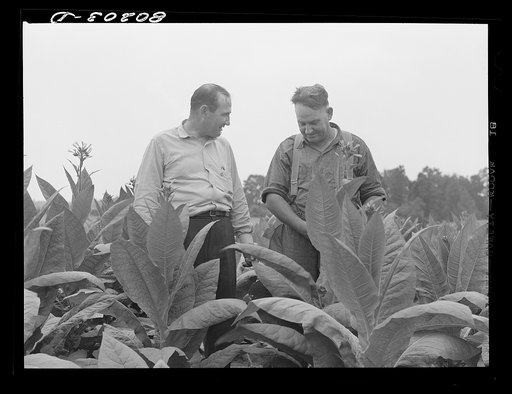 Mr. Slater, well engineer, congratulates Mr. Hardesty on his fine crop of tobacco. Charles County, Maryland