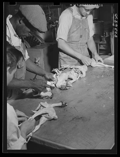 Dressing chickens in the Selma FSA (Farm Security Administration) coop cannery. Coffee County, Selma, Alabama