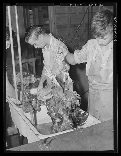 Steaming chickens prior to plucking. Enterprise coop, FSA (Farm Security Administration) cannery. Coffee County, Enterprise, Alabama