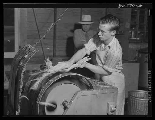 Electric plucker removes every pin feather without a tear in the skin. 500 to 1000 birds could be plucked in a day by this method. Enterprise coop cannery. Coffee County, Enterprise, Alabama