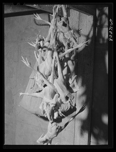 Chickens in the "chilling room" of the Enterprise Ice Meat and Storage Company. Coffee County, Enterprise, Alabama