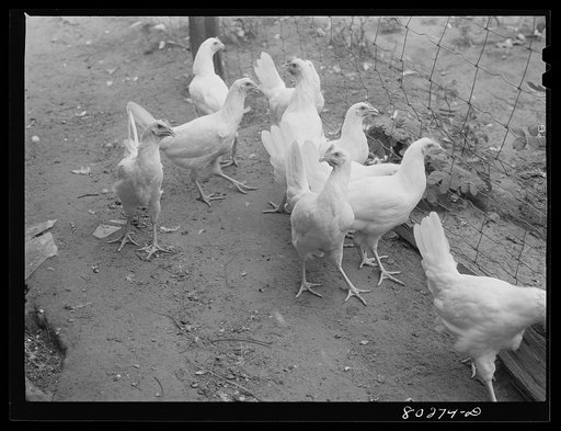 Pullets raised from chicks obtained through the "Food for Defense" program. Coffee County, Alabama
