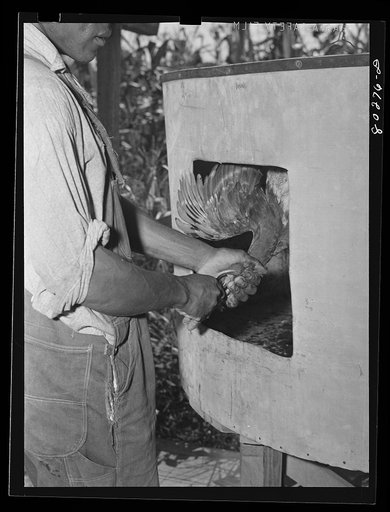 "Painless killer". Enterprise coop cannery. Enterprise, Coffee County, Alabama