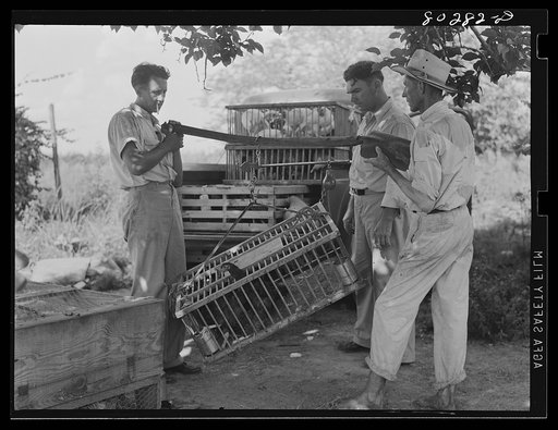 James F. Drigger weighs in his chickens bound for market. Coffee County, Alabama
