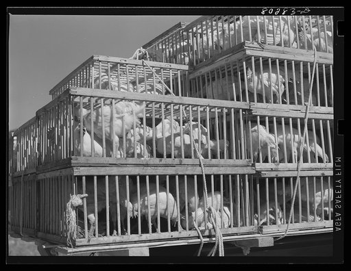 Chickens raised by FSA (Farm Security Administration) clients bound for Craig Field, Southeastern Air Training Center. Selma, Alabama (Food for Defense program)