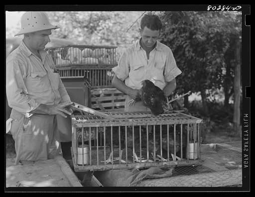 FSA (Farm Security Administration) field man packing the chickens of James F. Drigger prior to their journey to the Craig Field. Southeastern Air Training Center, Selma, Alabama (Food for Defense program)
