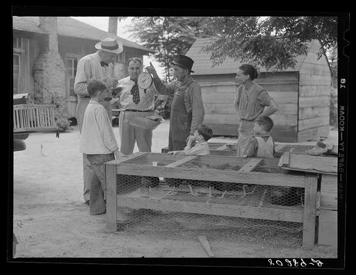 FSA (Farm Security Administration) supervisor McArthur weighs in the Smart chickens (two and one-half pounds) prior to their shipment to the Craig Field, Southeastern Air Training Center. Selma, Alabama