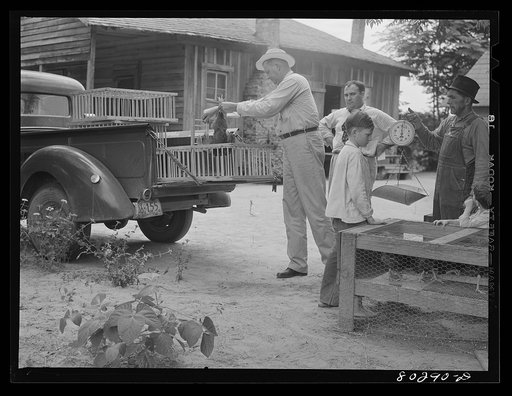 FSA (Farm Security Administration) supervisor McArthur puts the Smart chickens in crates, prior to delivery to Craig Field, Southeastern Air Training Center, Selma, Alabama