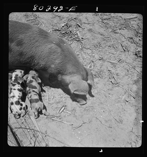 Sow purchased by Josh Smart under the FSA (Farm Security Administration) Food for Defense Program. Coffee County, Alabama