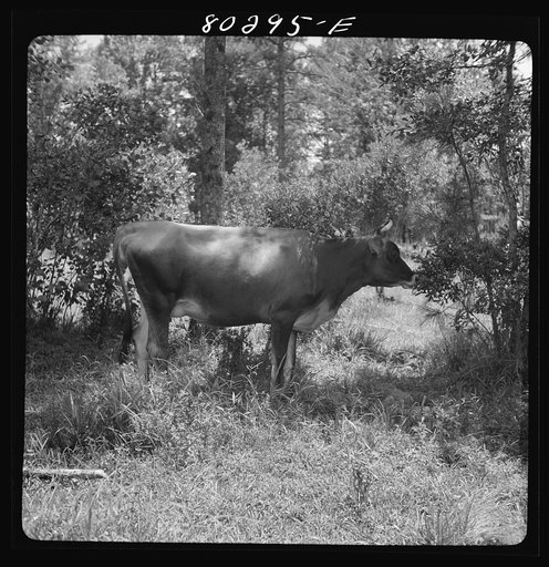 Cow purchased under the "Food for Defense" program by Josh Smart. Coffee County, Alabama