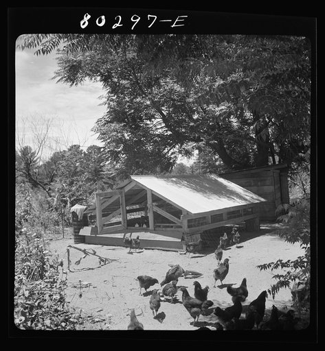 FSA (Farm Security Administration) wire-floored brooder on the Smart farm. Coffee County, Alabama