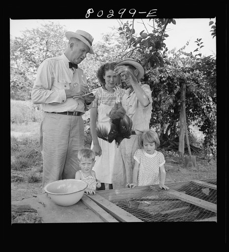 Two pounds, fifteen ounce chickens raised for the FSA (Farm Security Administration) "Food for Defense" program. Coffee County, Alabama