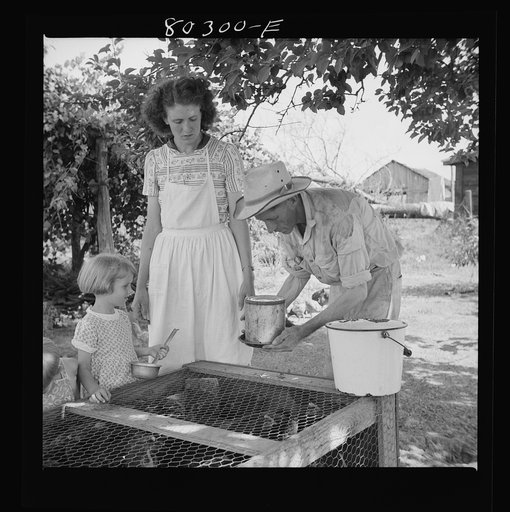 James Drigger shows his family how to put fresh water into FSA (Farm Security Administration) wire-floored brooder. Coffee County, Alabama. (FSA (Farm Security Administration) "Food for Defense" program)