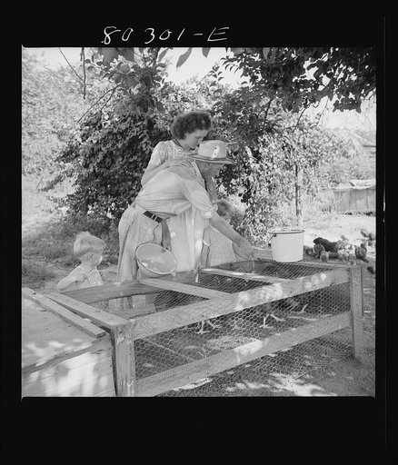 James Drigger feeds his chickens. Coffee County, Alabama. (FSA (Farm Security Administration) "Food for Defense" program)
