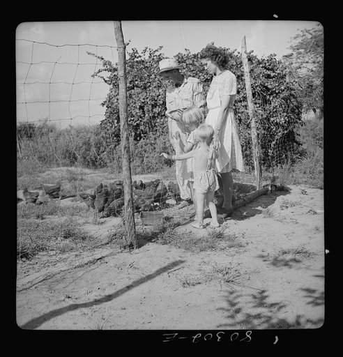 James Drigger feeds his chickens. Coffee County, Alabama (FSA (Farm Security Administration) "Food for Defense" program")