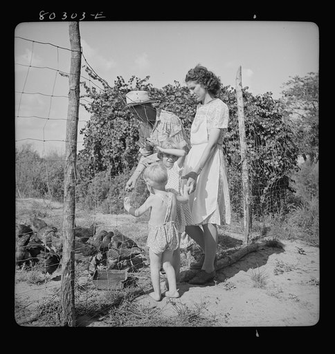 "Food for Defense." James Drigger feeds his chickens. Coffee County, Alabama
