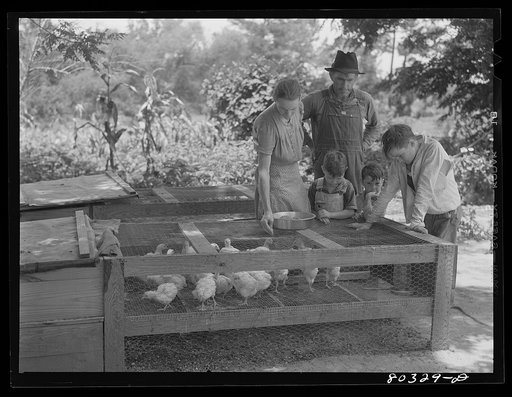 The Josh Smart family worked hard to raise these fine chickens for the "Food for Defense" program. Coffee County, Alabama
