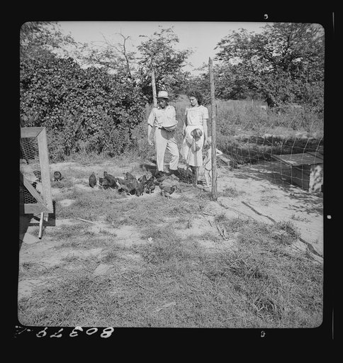 Untitled photo, possibly related to: James Drigger feeds his chickens. Coffee County, Alabama (FSA (Farm Security Administration) "Food for Defense" program")