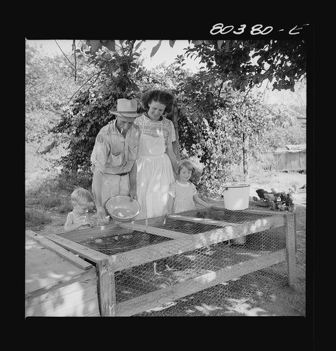 Untitled photo, possibly related to: James F. Drigger and family tending their chickens purchased through the "Food for Defense" program. Coffee County, Alabama