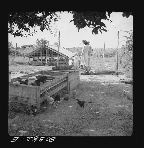 Untitled photo, possibly related to: James F. Drigger and family tending their chickens purchased through the "Food for Defense" program. Coffee County, Alabama
