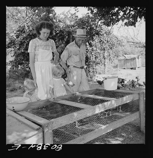 James F. Drigger and family tending their chickens purchased through the "Food for Defense" program. Coffee County, Alabama