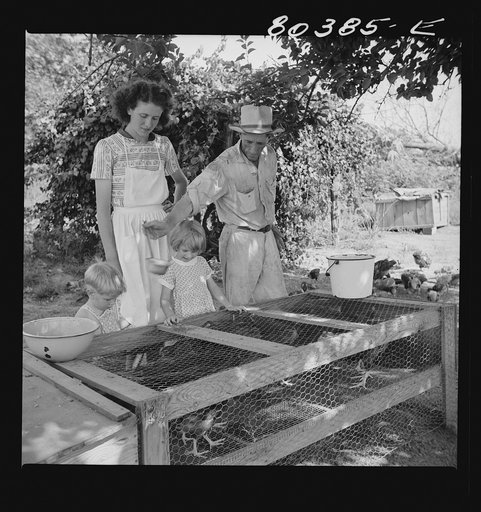Untitled photo, possibly related to: James F. Drigger and family tending their chickens purchased through the "Food for Defense" program. Coffee County, Alabama