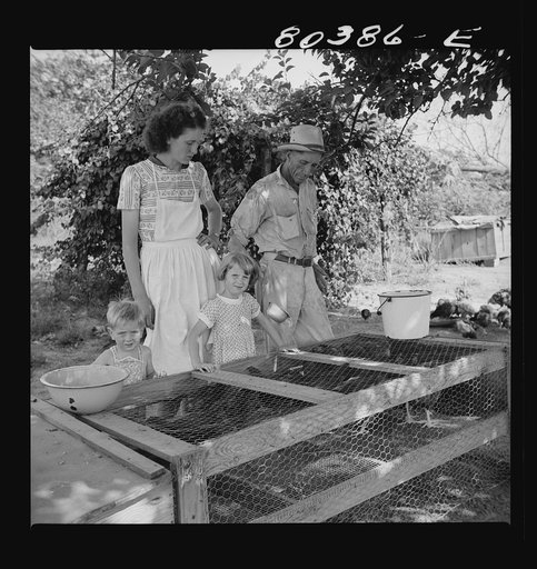 Untitled photo, possibly related to: James F. Drigger and family tending their chickens purchased through the "Food for Defense" program. Coffee County, Alabama
