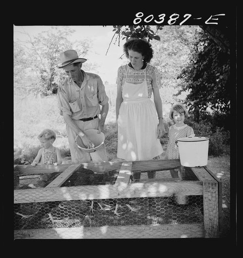 Untitled photo, possibly related to: James F. Drigger and family tending their chickens purchased through the "Food for Defense" program. Coffee County, Alabama