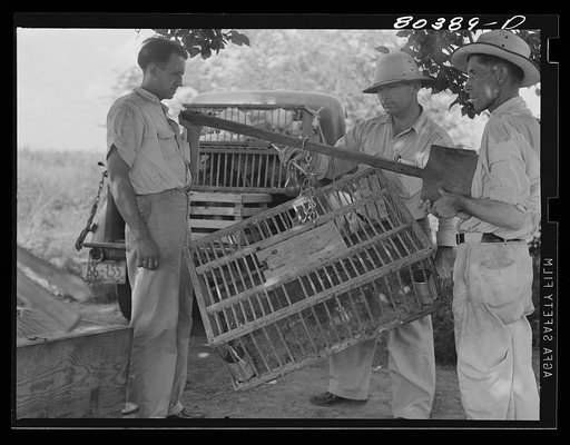 Untitled photo, possibly related to: FSA (Farm Security Administration) employee weighing crate prior to weighing crate full of birds. Drigger Farm, Coffee County, Alabama