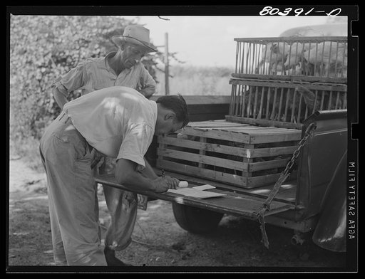 Untitled photo, possibly related to: FSA (Farm Security Administration) official makes out check for James F. Drigger in payment for chickens bought. Coffee County, Alabama