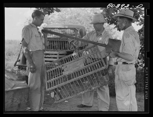 FSA (Farm Security Administration) employee weighing crate prior to weighing crate full of birds. Drigger Farm, Coffee County, Alabama