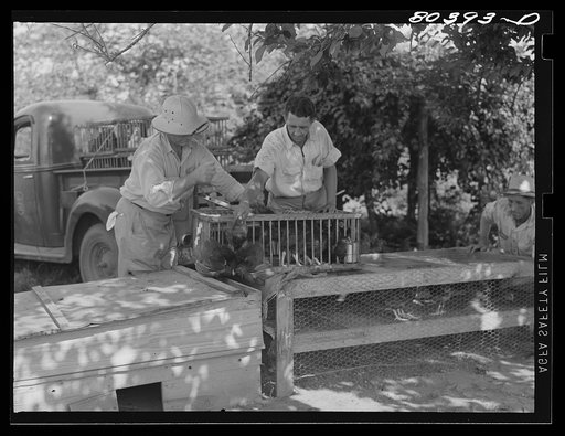 Putting chickens in crate to be delivered under the "Food for Defense" program. Drigger Farm, Coffee County, Alabama