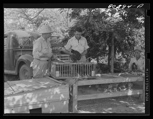 Untitled photo, possibly related to: Putting chickens in crate to be delivered under the "Food for Defense" program. Drigger Farm, Coffee County, Alabama