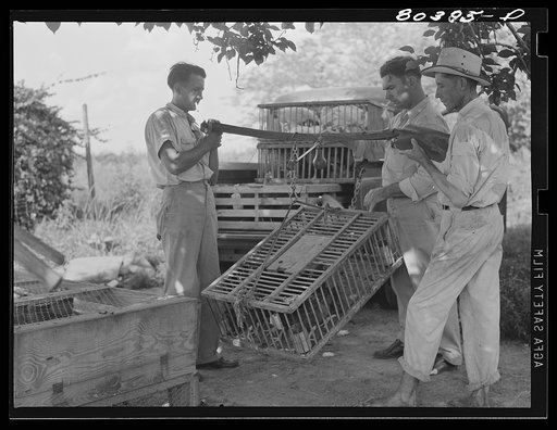 Untitled photo, possibly related to: FSA (Farm Security Administration) employee weighing crate prior to weighing crate full of birds. Drigger Farm, Coffee County, Alabama
