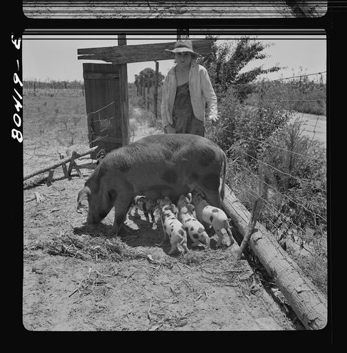 Son of Josh Smart and a sow bought under the "FSA (Farm Security Administration) Food for Defense" program. Coffee County, Alabama
