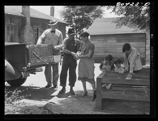 Coffee County FSA (Farm Security Administration) supervisor delivers a second batch of chicks to Josh Smart under the "Food for Defense" program. Alabama